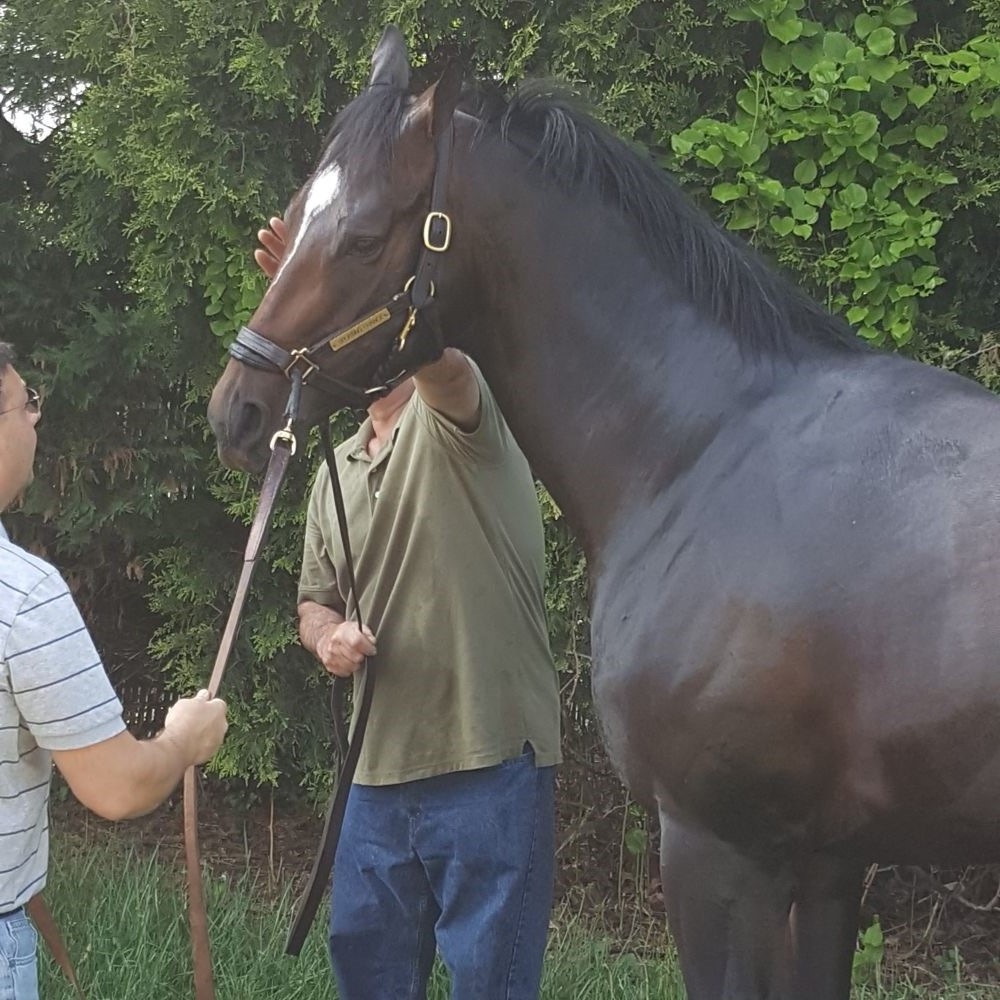 Preakness Stakes 2026 Update (5-9-26)